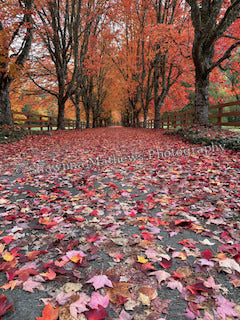 Autumn Leaf-Lined Country Road — Framed Photograph, 8 × 10