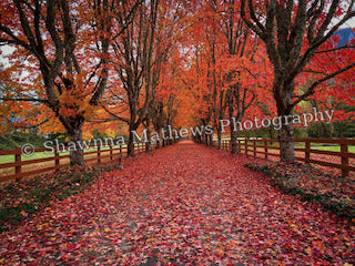 Autumn Country Road — Framed Print, 11 × 14