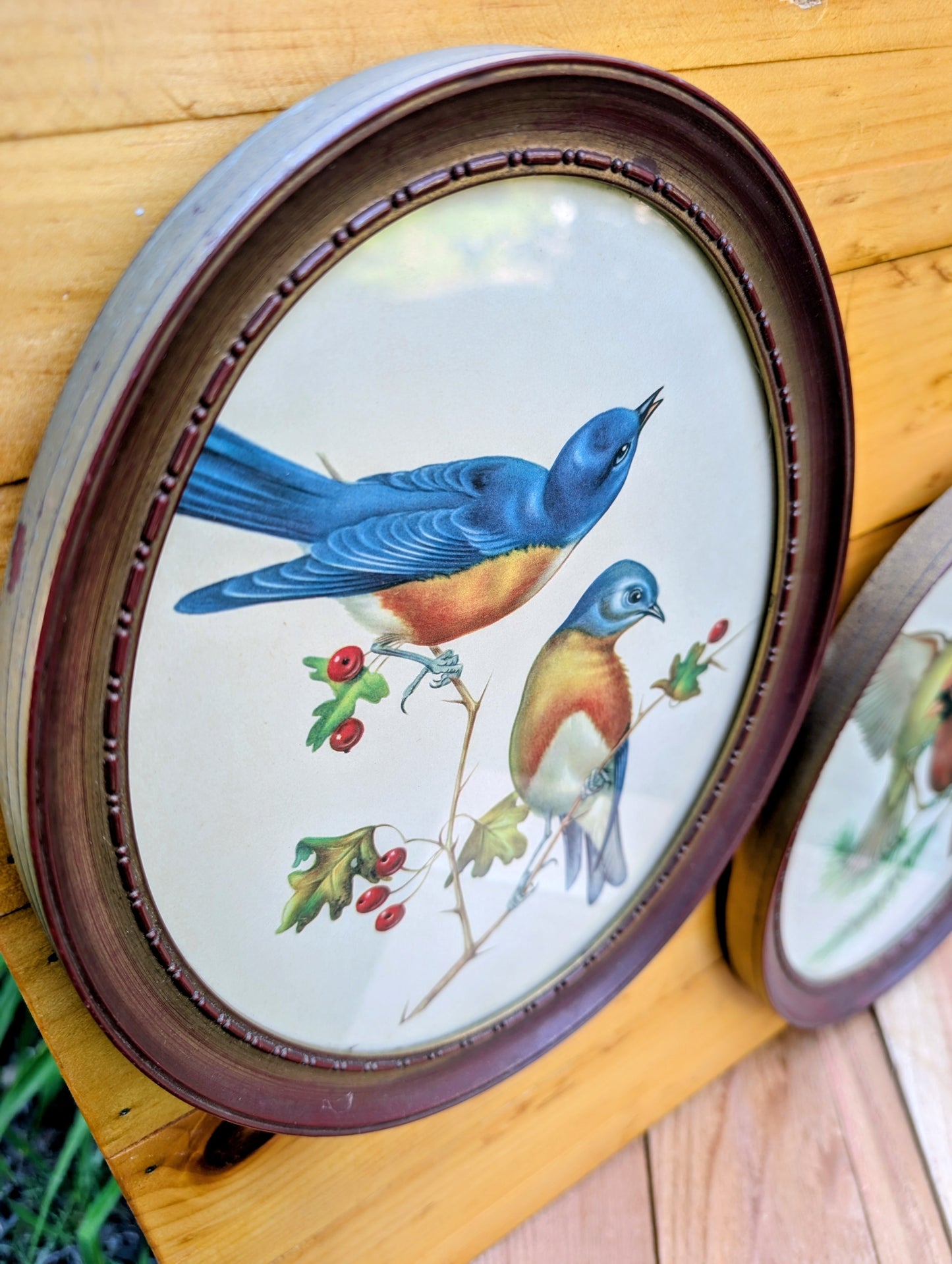 Vintage Framed Bird Print Set | Cardinal & Bluebird Oval Wall Art Pair