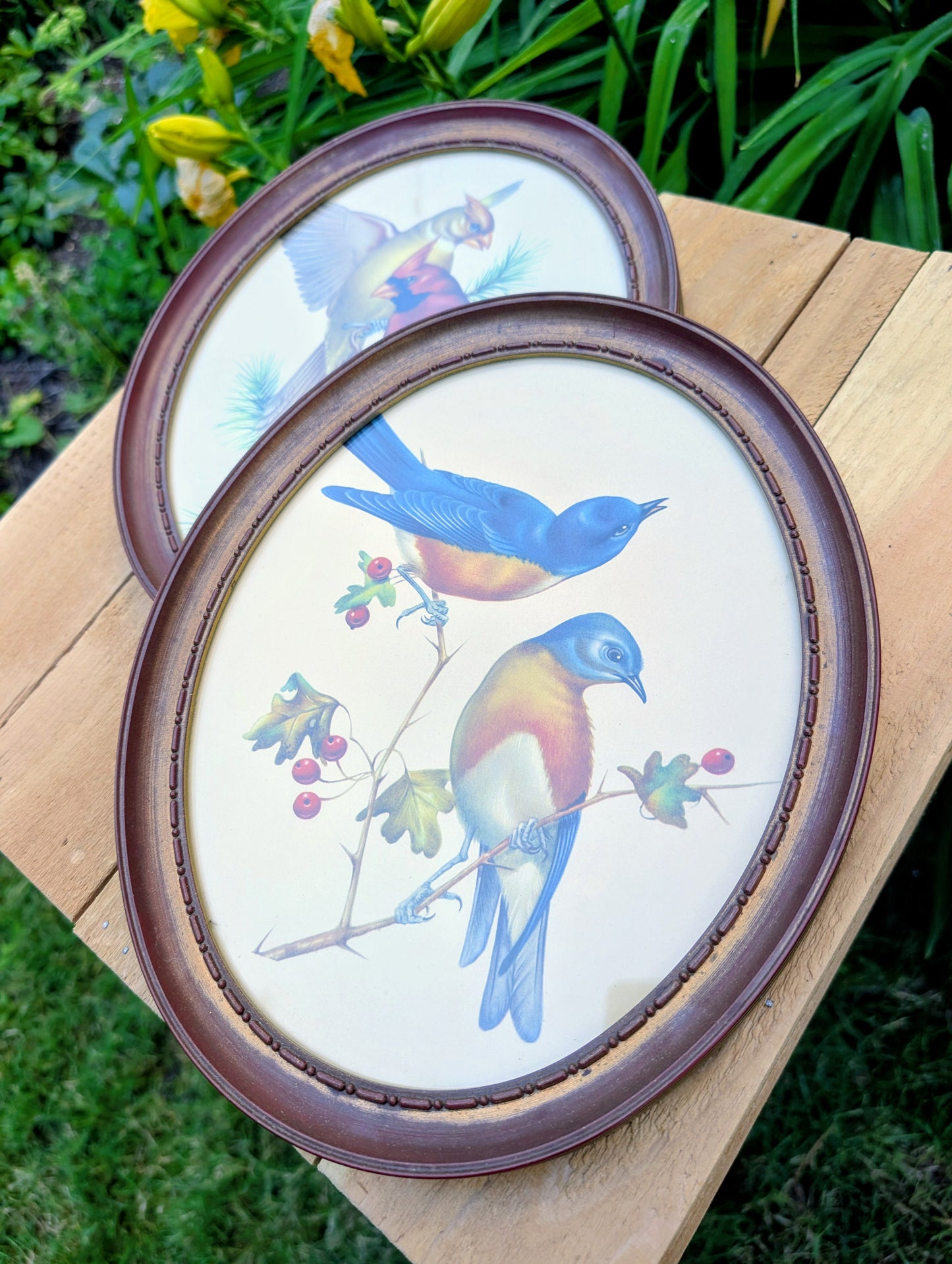 Vintage Framed Bird Print Set | Cardinal & Bluebird Oval Wall Art Pair